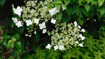 Ultimate Guide: Choosing the Perfect Climbing Plants for Your Pergola - Sonkuki