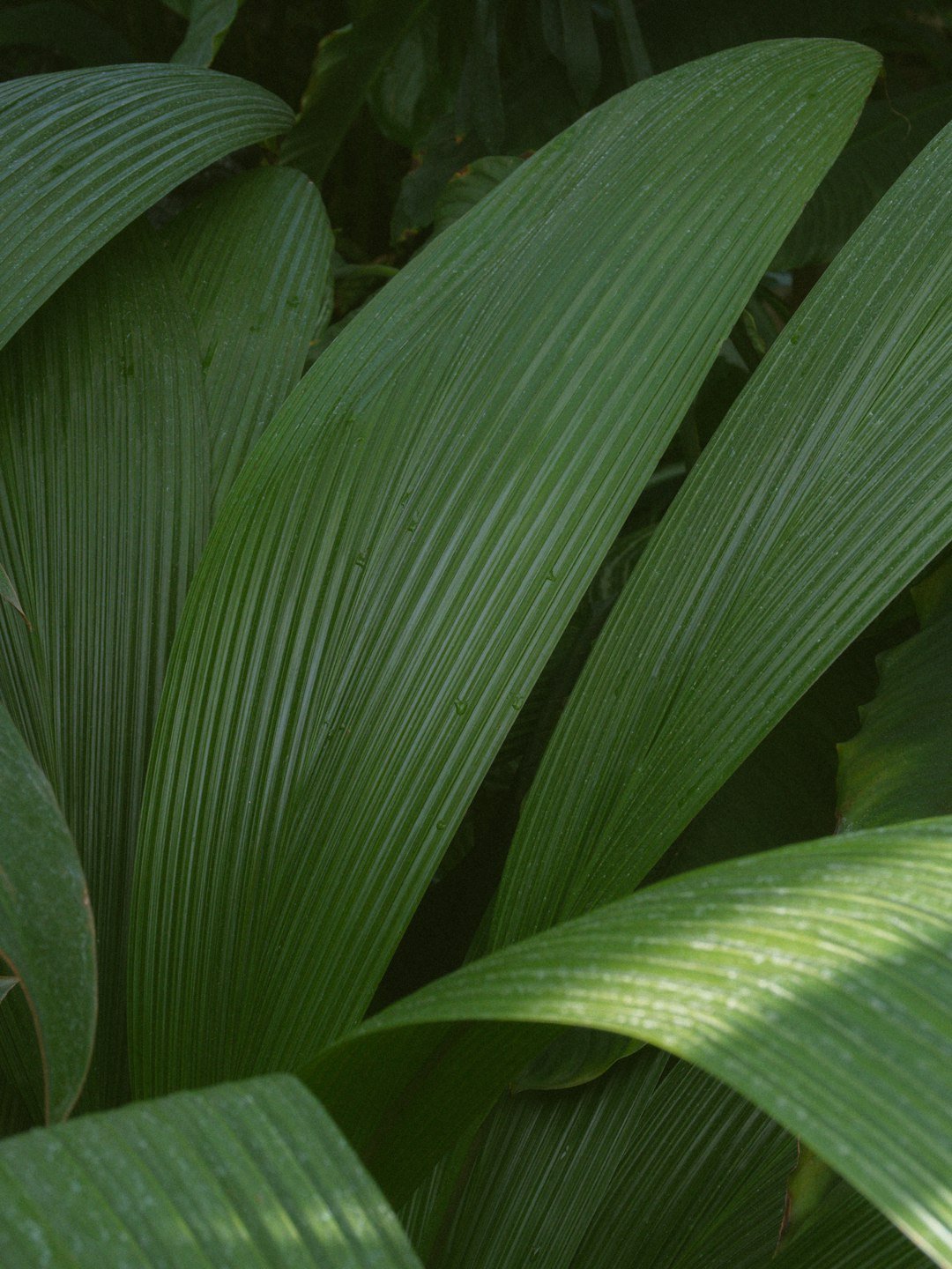 Maximizing Shade: Best Plants for Pergola Cover - Sonkuki