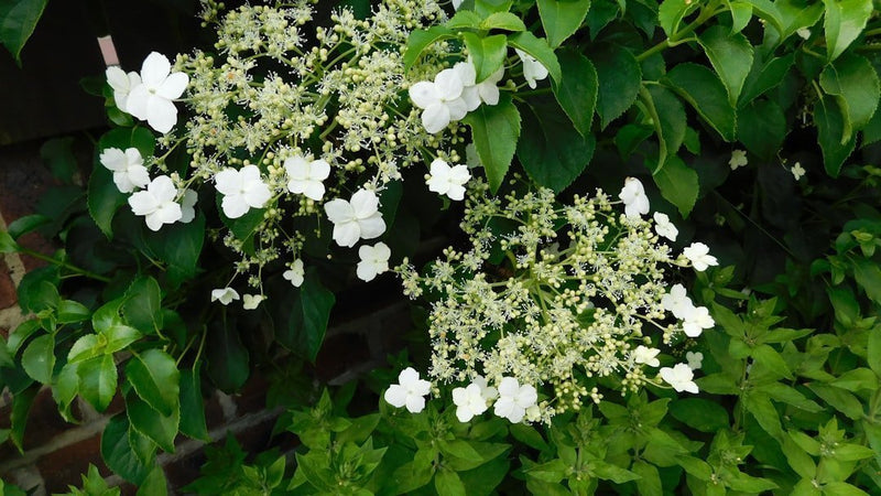 Ultimate Guide: Choosing the Perfect Climbing Plants for Your Pergola - Sonkuki